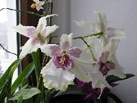 Belleara Tahoma Glacier 'Close up'.jpg