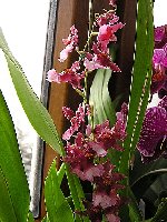 oncidium Sharry Baby 'Sweet Fragrance'_1.jpg