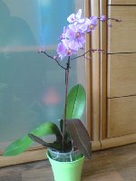 Phalaenopsis...jpg