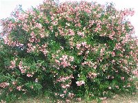 oleander (1).jpg