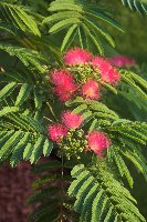 albizia_16.jpg