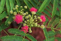 albizia_11.jpg