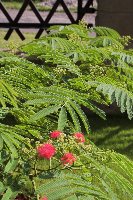 albizia_12.jpg