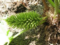 Gunnera chilensis- BZ Troja-_b.jpg