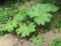 Gunnera chilensis- BZ Troja-_a.jpg