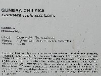 Gunnera chilensis- BZ Troja-.jpg