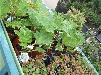 Gunnera manicata-Starkl_a.jpg