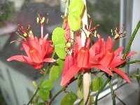 Mučenka (Passiflora murucuja).jpg