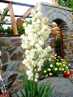 Yucca (2).jpg