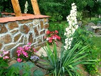 Yucca (1).jpg