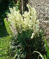 yucca02.jpg