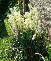 yucca03.jpg