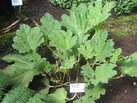 Gunnera tinctoria_sklenik BZ Liberec.jpg