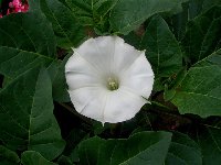 Datura wrightii.jpg