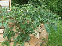 Datura stramonium.jpg