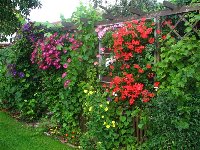 pergola-Clematis_e_Pelrgonium.jpg