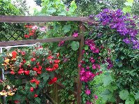 pergola Begonia-Clematis_d.jpg