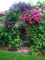 pergola-Clematis_b.jpg