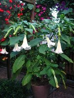 Datura.jpg