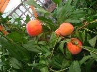 Peach (2).jpg