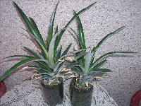 rostoucí ananas 2008 001.jpg