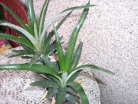 rostoucí ananas 2008 002.jpg