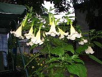 Datura.jpg