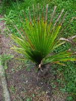 Trachycarpus fortunei 2.8.08.jpg