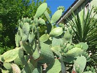 Opuntia (2).jpg