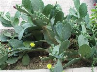 Opuntia (1).jpg