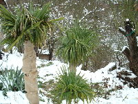 palmy v zimě 066.jpg