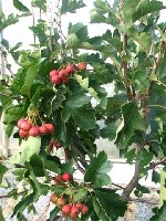 Crataegus pinnatifida.jpg