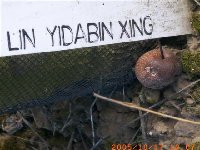 LIN YIDABIN XING.jpg