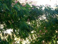 Albizia julibrissin_b.jpg