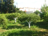 Chrysopigi Monas.-citrus_b.jpg