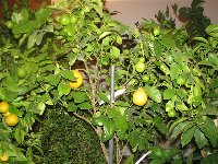 ae_bergamot-Broza.jpg