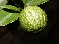 citrusy 027.jpg