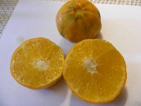 citrusy 061.jpg