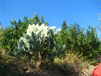 Opuntia indica.jpg