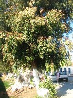 Eucalyptus (1).jpg