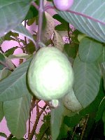 guajava detail.JPG