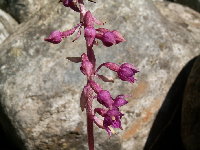 orchideja kruštík.JPG