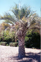 Butia erisopatha.jpg