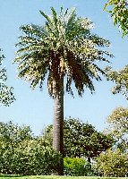 Jubaea chilensis 1.jpg