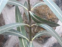 oleander Atlas.jpg
