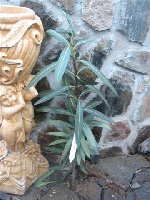 oleander Atlas (1).jpg
