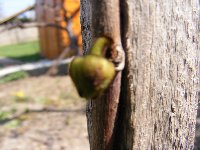 Asimina triloba cv. Overleese  11.4.2009.jpg