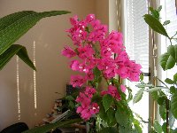 Bougainvillea Glabra 3.5.2009.jpg