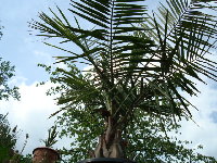 Jubaea chilensis.jpg