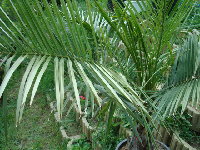 Jubaea chilensis 1.jpg